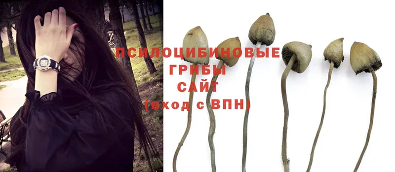 продажа наркотиков  OMG маркетплейс  Галлюциногенные грибы Psilocybe  Ахтубинск 